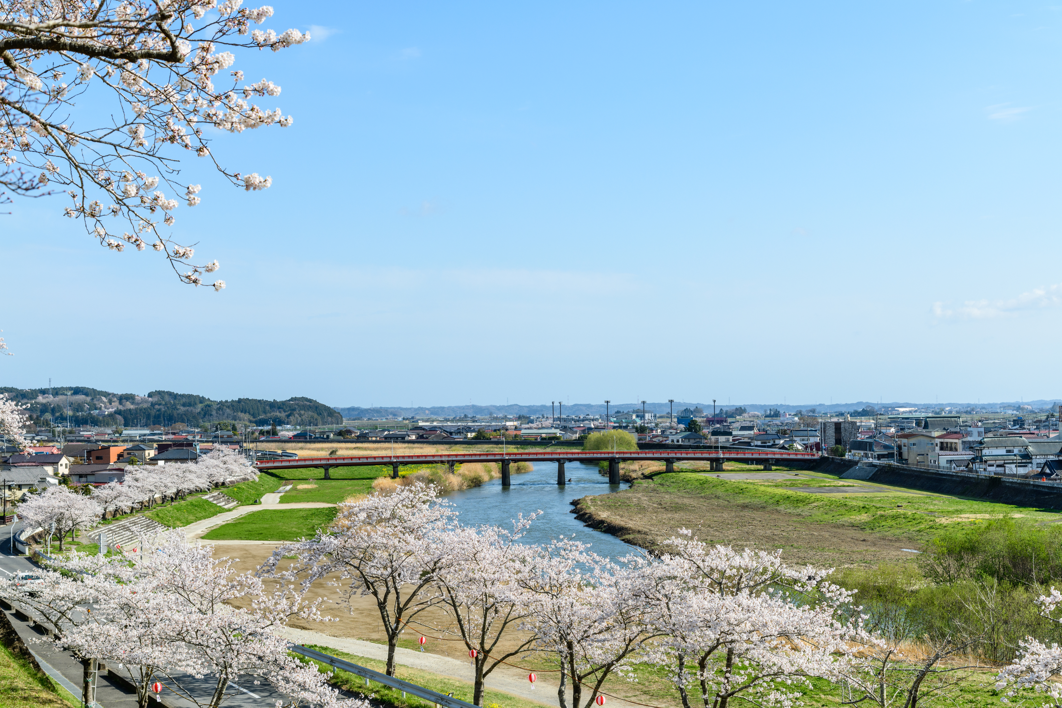 涌谷町の川沿いに広がる桜並木と街並み